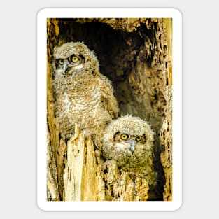 Baby Great Horned Owl Siblings Sticker